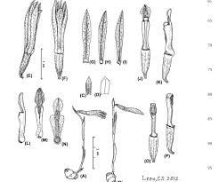 Image result for Nervilia adolphi