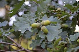 Maybe you would like to learn more about one of these? Acorns Tree Fruit Oak Leaves Green Tree Fruit Plant Branch Nut Fruit Of Course Pikist