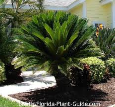 This popular landscaping palm works well for lining avenues, around pools and as accent trees. Cycad Plants