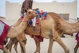 Five camels race each other on a racetrack board and the game ends when the first camel crosses the finish line. Carla Cioffi The Camel Racetrack Lensculture