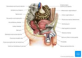 Finden sie perfekte illustrationen zum thema inneres organ eines menschen von getty images. Abdomen Und Becken Definition Und Anatomie Kenhub