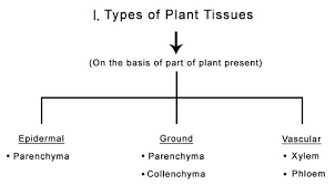 Specifically a freehand section of coleus stem, and the stained cross section of medicago (alfalfa). Types Of Plant Tissues Ck 12 Foundation
