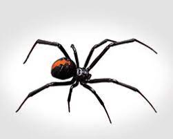 They are usually fixed in the parking places. Black Widow Spiders Where They Live Dangers Prevention Removal