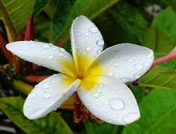 Plumeria is grown as an ornamental. Plumeria Flowers In Hawaii Continue To Enchant Hawaii Com