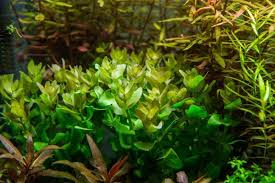 Image result for Bacopa