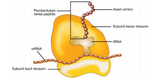 Fungsi rebosom pada sel hewan : Kelas 10 Harus Tahu Definisi Sel Dan Peran Pentingnya Bagi Kehidupan