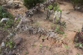 Image result for Euphorbia didiereoides