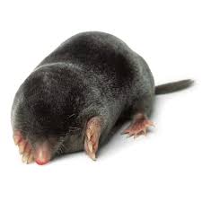 What are the most common mole complaints you receive? Mole Facts For Kids Where Do Moles Live Dk Find Out