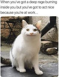 The Best Cat Meme Of The Decade 50 11 In 2020 Funny Cat Jokes Cute Cat Memes Cat Jokes