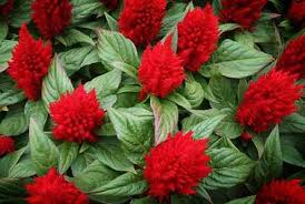 It's native to western and southern europe. Beautiful Red Flowers With Stunning Color Including Pictures