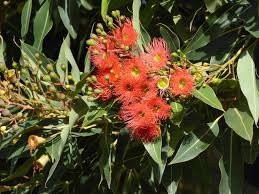 Image result for Eucalyptus ficifolia