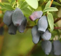 Image result for Lonicera confusa