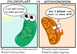 What types of organisms participate in cellular respiration? Cell Energy Photosynthesis Cellular Respiration Review Quizizz
