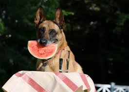 Some tips to take care of your dogs in the hot summer month | The ...