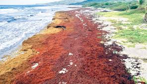 Gov'T Eyes Money In The Weed – Seaweed, That Is | Lead Stories | Jamaica  Gleaner