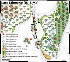 Image result for Sclerodactylon macrostachyum