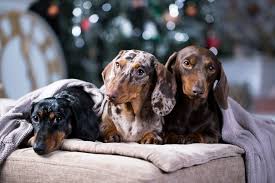 These small dogs were initially developed to become. Do Dachshunds Shed I Love Dachshunds