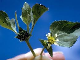 Image result for Calyptocarpus vialis