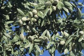 Does An Almond Tree Require A Second Tree To Pollinate