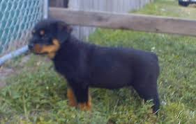 If you are unable to find your rottweiler puppy in our puppy for sale or dog for sale sections, please consider looking thru thousands of rottweiler dogs for adoption. German Rottweiler Puppies For Sale Rottweiler Puppy Photos Pedigree