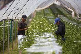 Freesia From Holland America Is Truly Field To Vase Because It Will Be Harvested And Shipped In Water In 24 Hours Or Less Holland America Holland Flower Farm