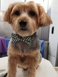 Schedule your next dog grooming appointment at petco san antonio! 06cbu3bssv 15m