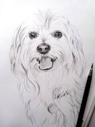 Thank you desen in creion — flori in creion, pas. Dog Portrait Bichon Portret In Creion Dog Paintings Cute Dog Drawing Animal Paintings
