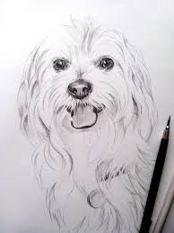Vizionează desene și anime online animate la o calitate înaltă. Dog Portrait Bichon Portret In Creion Dog Paintings Animal Paintings Cute Dog Drawing