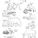 Printable colouring pages inspired by nature for adults, teens and kids, free from the canadian museum of nature. Animals Groups Coloring Nature