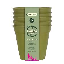 Bamboo (bambuseae spp) is categorized as a perennial grass. 6 Bamboo Pots Sage Green Pack Of 5 Richard Jackson Garden