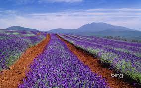 Picture Of The Day Bing Wallpaper Windows 7 About Prabhakar Kumar Tasmania Lavender Fields Australia Wallpaper
