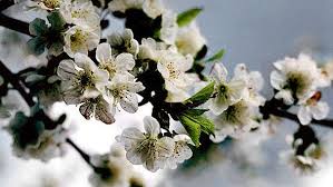Heimische Geholze Fur Bienen Schmetterlinge Und Vogel Themen Br De
