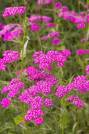 13 Of The Best Yarrow Varieties For The Home Garden Gardener S Path