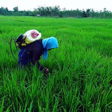 Di malaysia, padi yang ditanam terbahagi kepada dua jenis iaitu padi sawah yang juga dikenali sebagai padi bendang. Metode Hazton Ini Mampu Hasilkan Padi Puluhan Ton Berani Coba Mongabay Co Id
