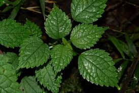 Image result for Pilea rivularis