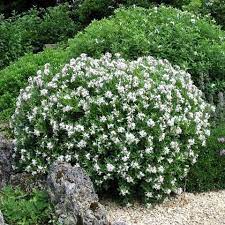A great solution for low hedging, containers, perfumed borders and underneath tree canopies. Daphne X Transatlantica Eternal Fragrance Pbr Warners Nurseries