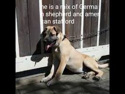 Spar77.de has been visited by 100k+ users in the past month American Staffordshire Terrier Mix With German Shepherd Youtube