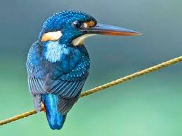 Image result for Indigofera macrocalyx