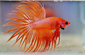 There are many types of betta fish, and over the years the list seems to be constantly growing. Types Of Betta Fish Fin Types Scale Types Colors More