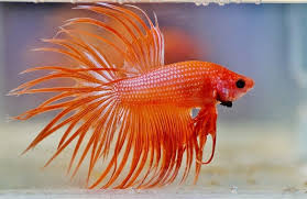 Complete betta information, care history, feeding water parameters, pictures, contributor notes, breeding crowntail; Types Of Betta Fish Fin Types Scale Types Colors More