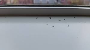 Beetles Around Window Sill | Bugspray.Com