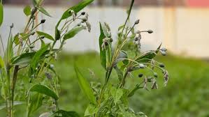 Image result for Coix lacryma-jobi