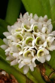 Image result for Stolzia kalkhof-roseae