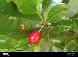 Image result for Erythroxylum emarginatum