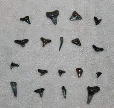 How To Find Shark Teeth On The Beach In South West Florida Manasota Beach Shark Teeth West Florida Shark