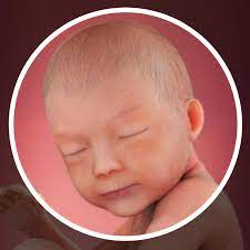 Desenvolvimento Fetal 30 Semanas De Gravidez Babycenter