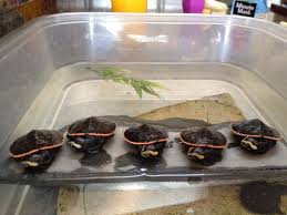 Bearington baby pink bunny belly blanket tummy time mat 30 x 30. Yycreptiles On Twitter 5 Pink Belly Sideneck Turtles For Sale Amazing Color Eating Great Calgary Pet Yyc Turtle Forsale Http T Co 3ph995n3ka