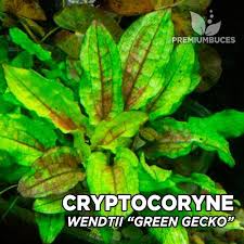 Cryptocoryne wendtii, the wendt's water trumpet, is a species of herb which is a popular aquarium plant which is native to sri lanka. Cryptocoryne Wendtii Gruner Gecko Premium Buces