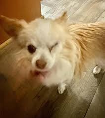 My chihuahua Nala went missing sometime last night from the 75th ave and  cactus area . She is white with brown spots . 😞 please call her mama Jenn  6236924619