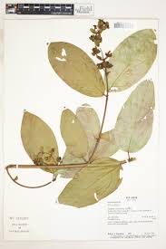 Image result for Janusia mediterranea